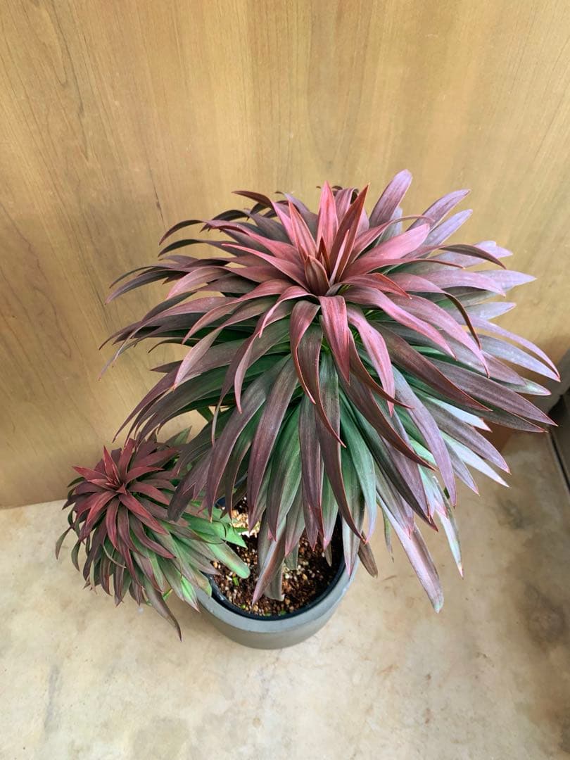 アカちゃん　　　　ユッカ・ディスメチアーナ　コンパクタ　枝分かれ