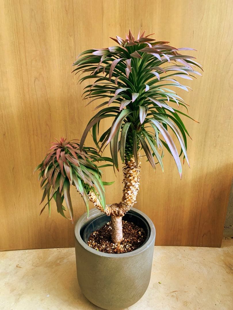 アカちゃん　　　　ユッカ・ディスメチアーナ　コンパクタ　枝分かれ