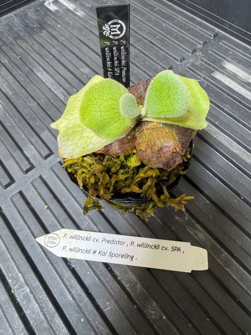 willinckii mix spore stem ビカクシダ