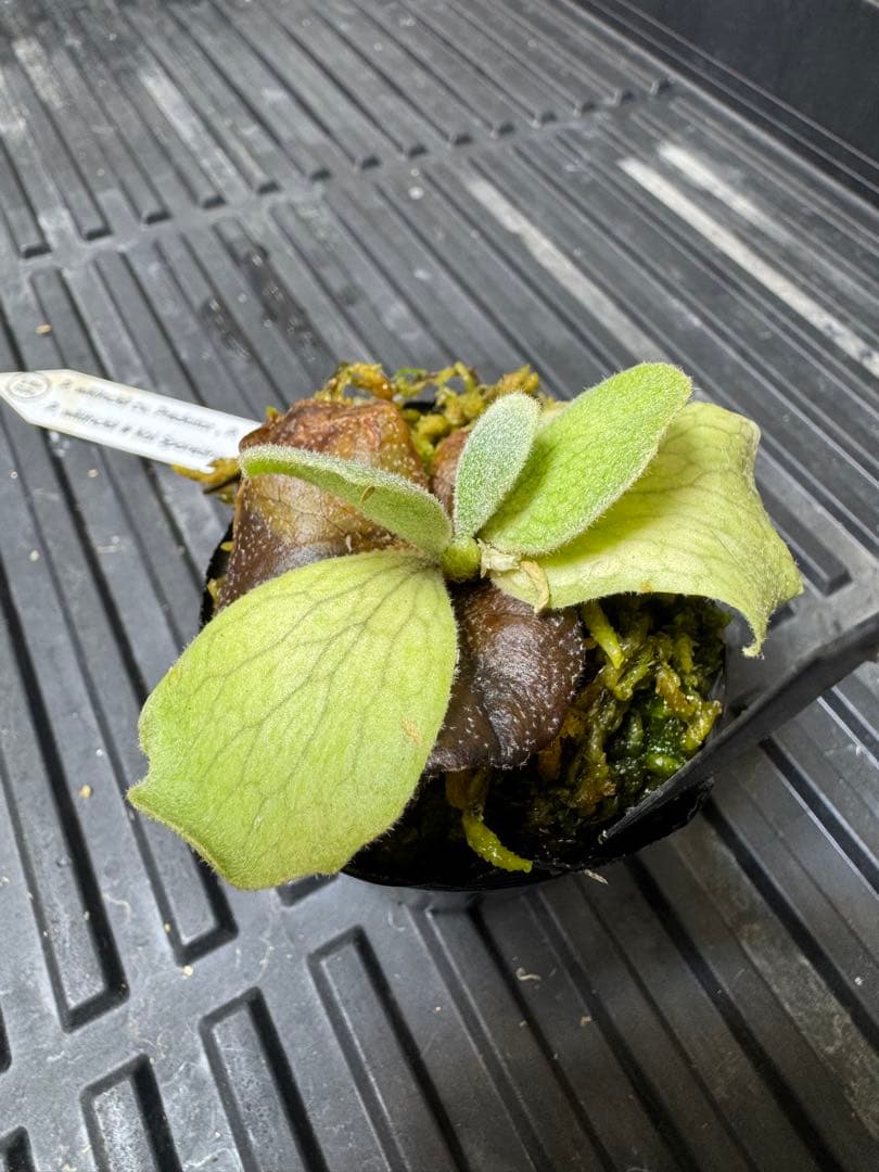 willinckii mix spore stem ビカクシダ