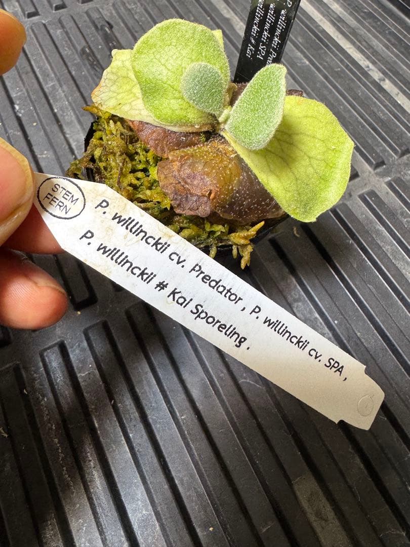 willinckii mix spore stem ビカクシダ