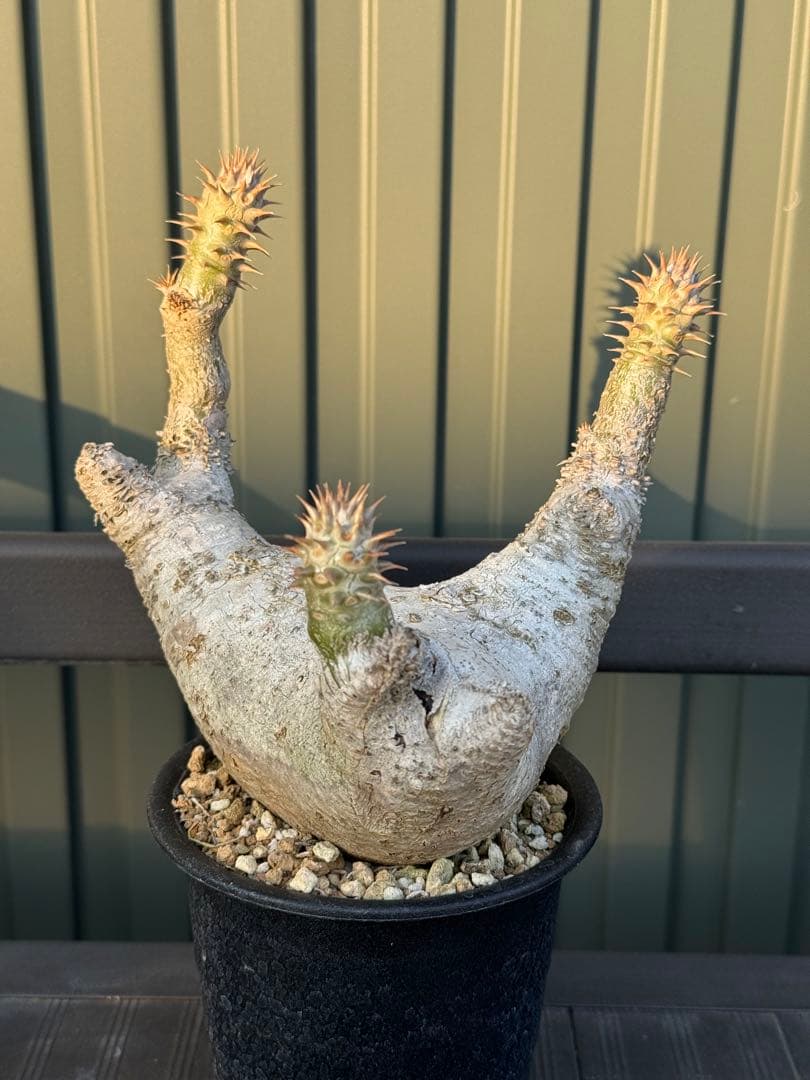 パキポディウム　デンシフローラム　発根済み　現地球