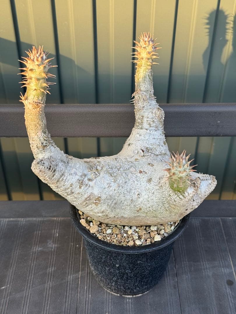 パキポディウム　デンシフローラム　発根済み　現地球