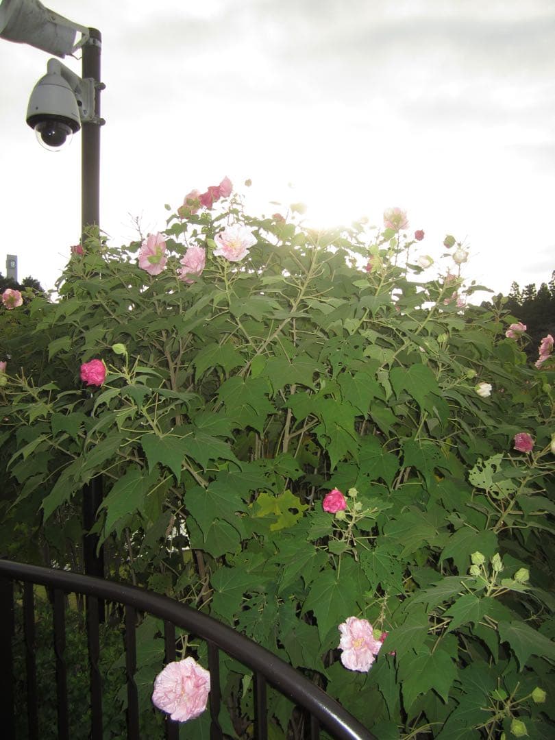 Canon IXY 210F デジタルカメラ