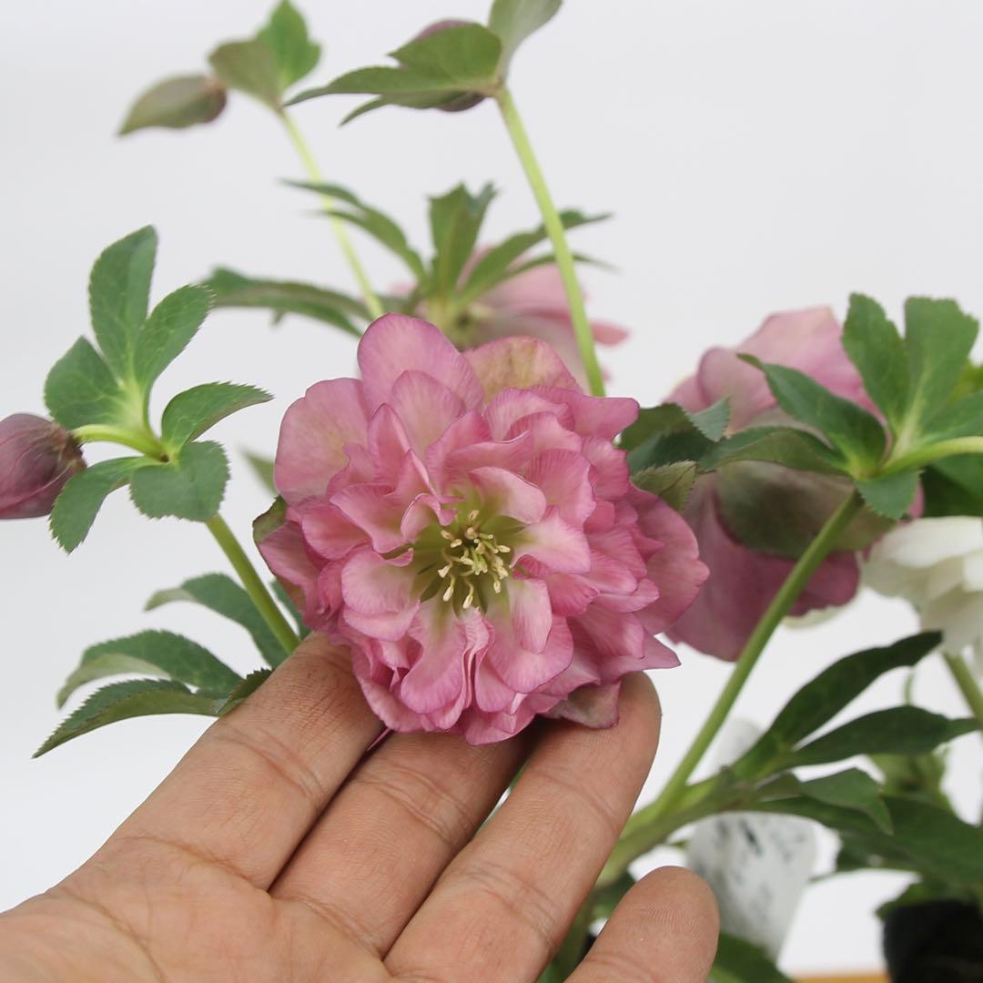 八重咲きクリスマスローズ　5ポットセット