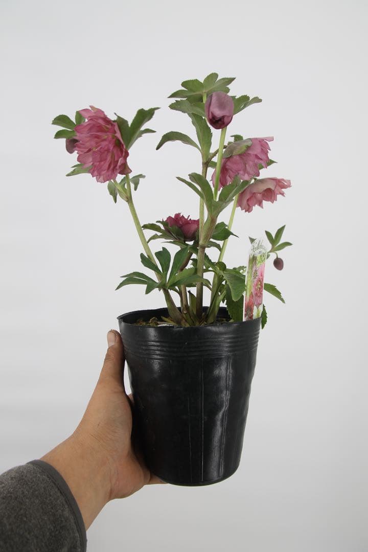 八重咲きクリスマスローズ　5ポットセット