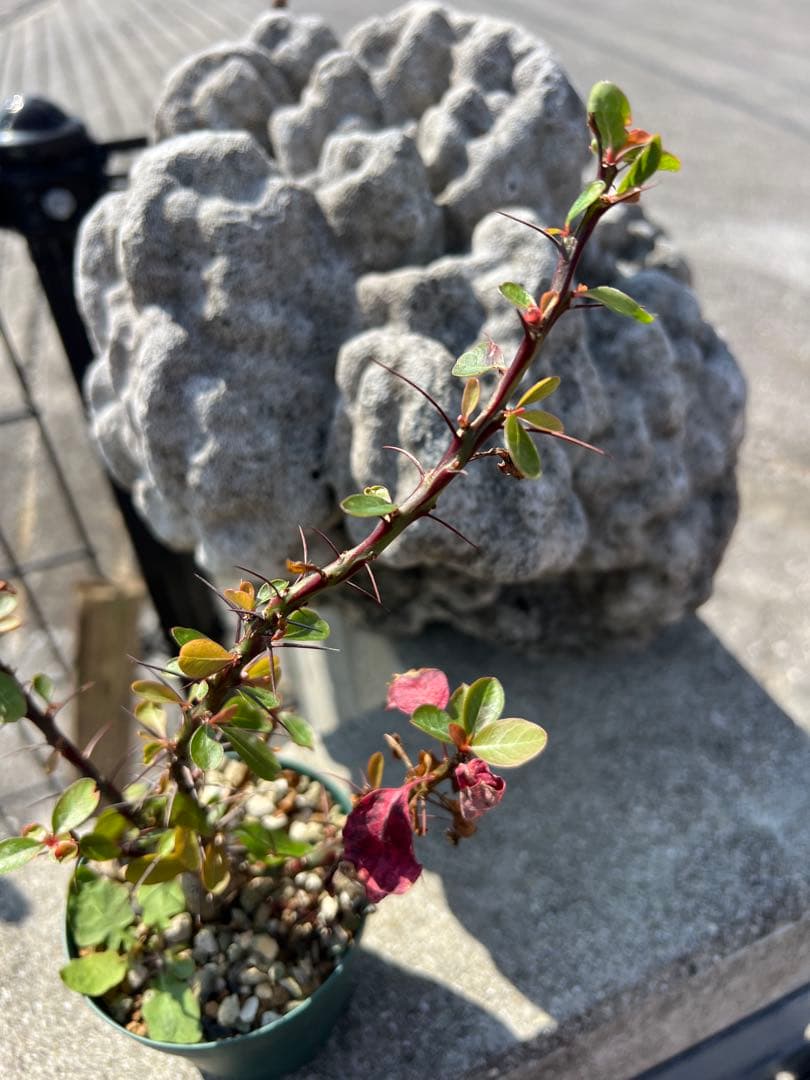 フォークイエリアファシクラータ　2025年産　沖縄実生株