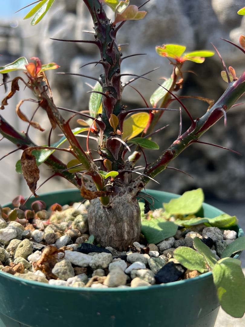 フォークイエリアファシクラータ　2025年産　沖縄実生株