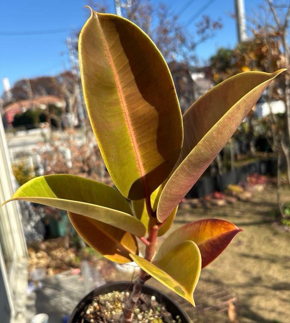 フィカス　エルメス　植物　インテリア