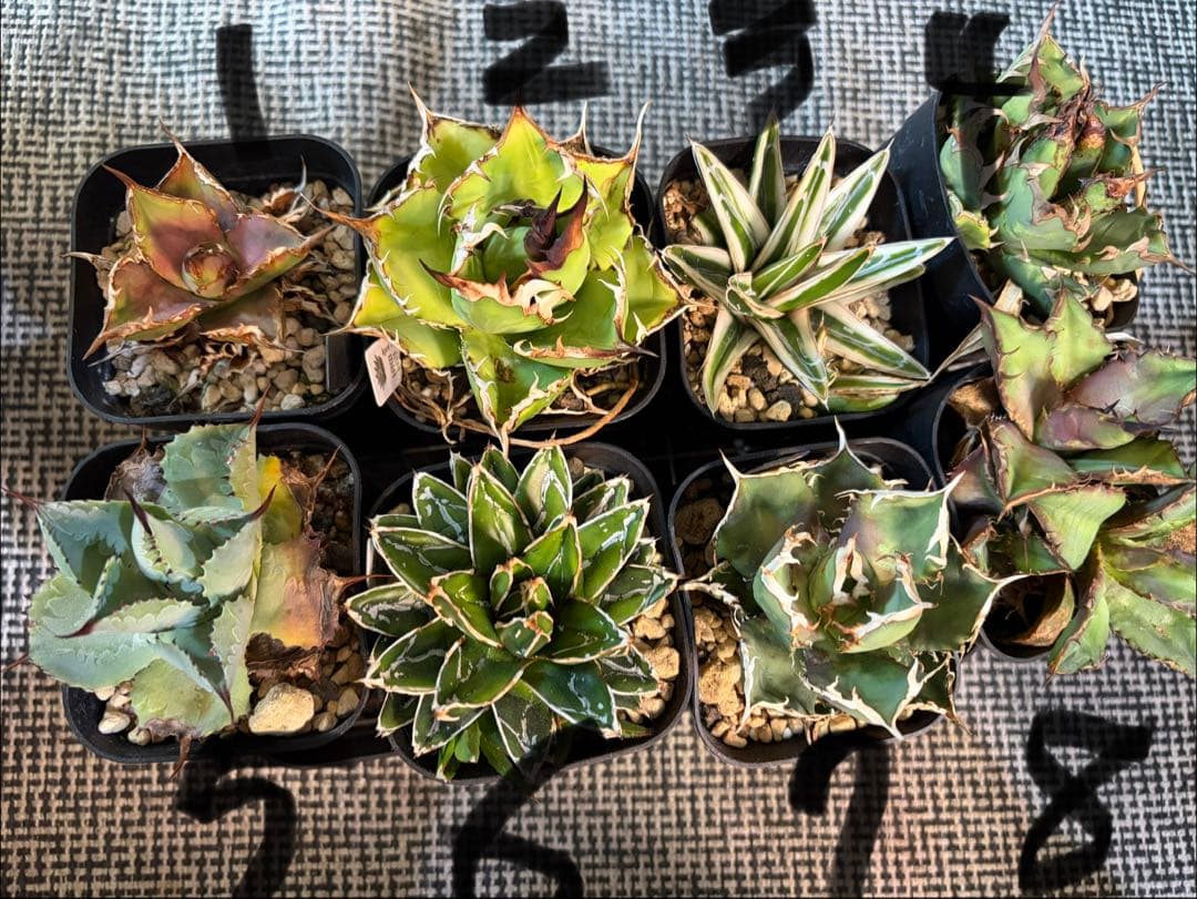 アガベ セット売り