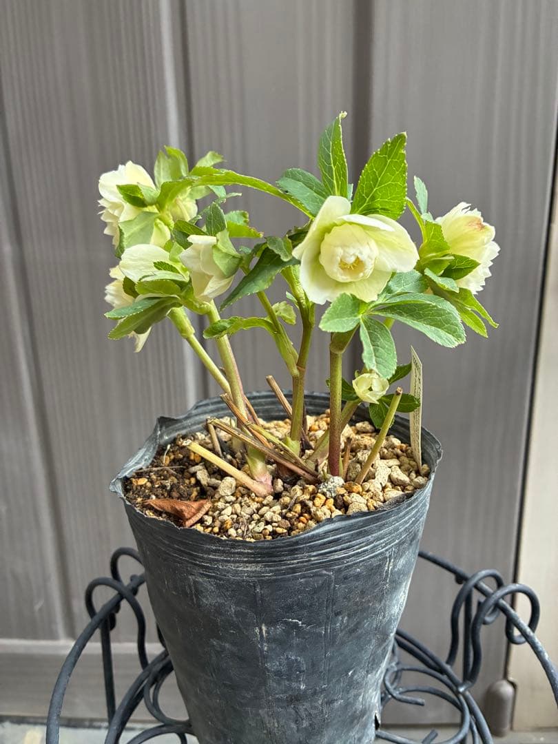 ♡開花中♡DD多弁ホワイト整形花　横向き充実株