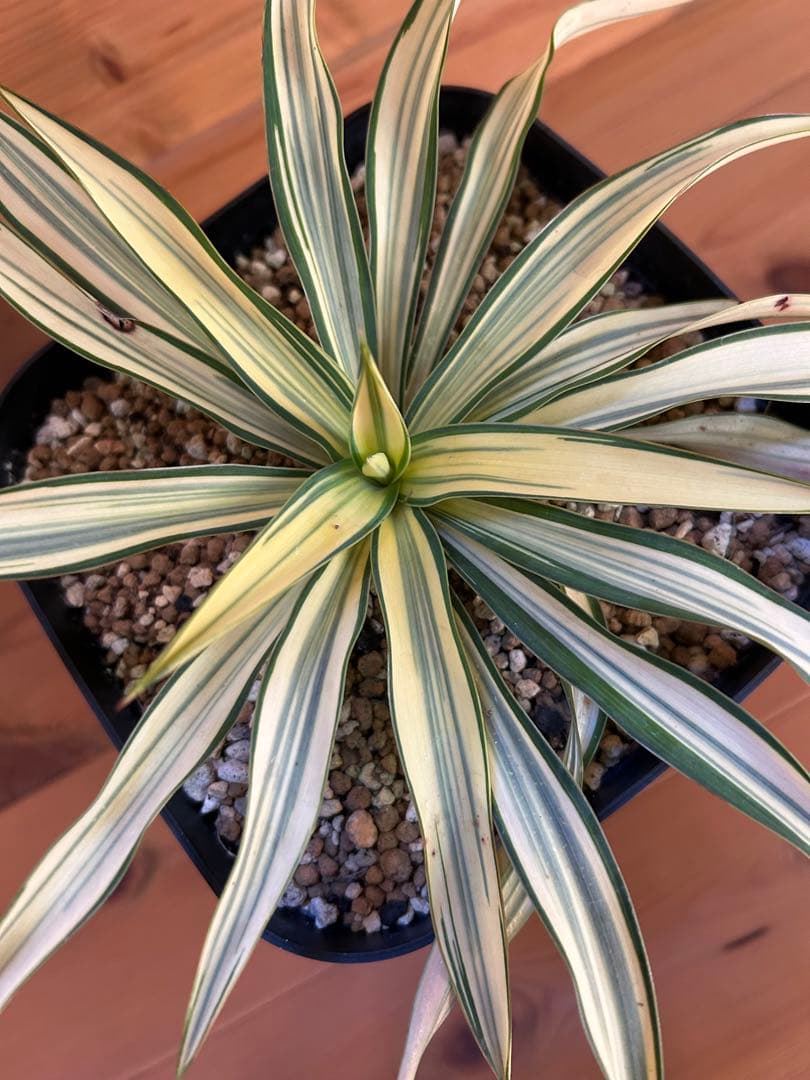 Yucca ユッカ　グロリオサ　ライジングサン　極上縞斑　本物　レア株