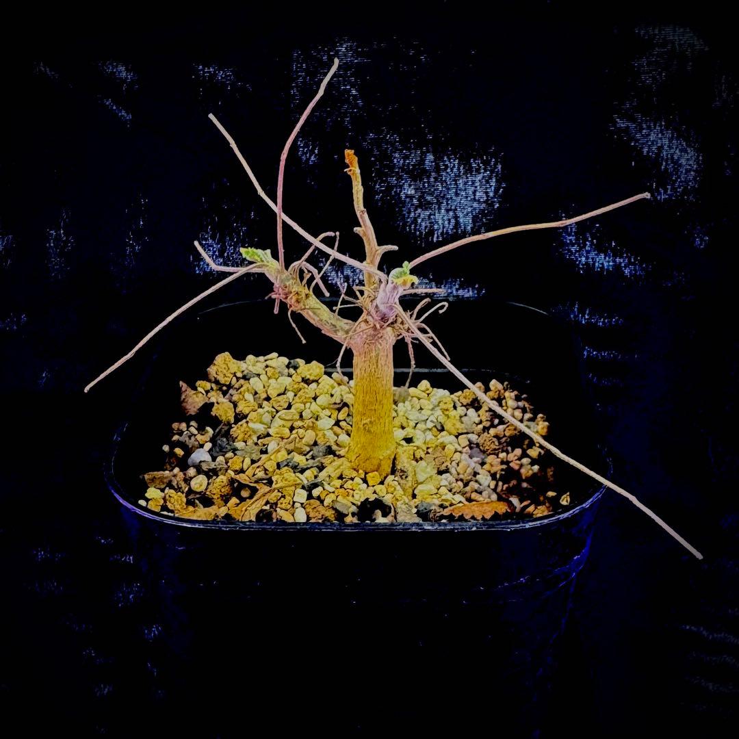 ぽん様 ボスウェリア サクラ 実生 灌木 塊根植物 コーデックス