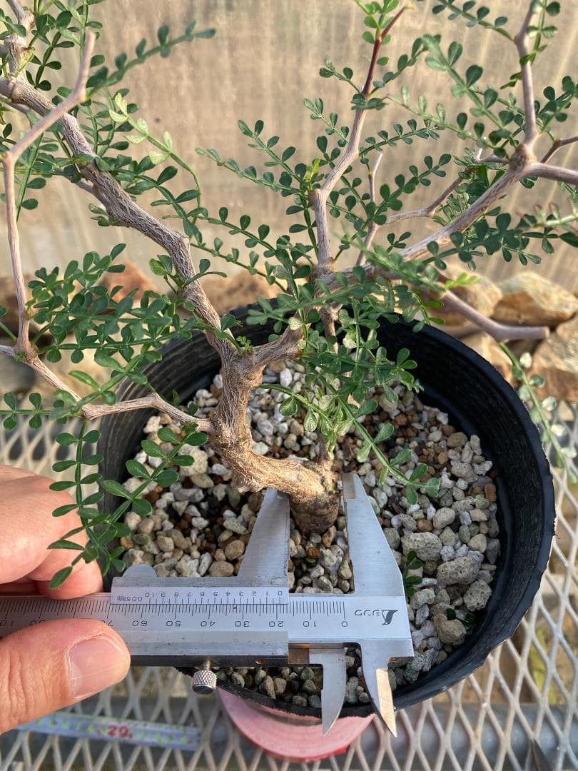 オペルクリカリア・パキプス(根挿し)No5