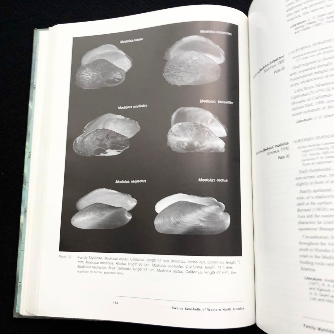 北アメリカ西部の二枚貝 専門書「Bivalve Seashells」