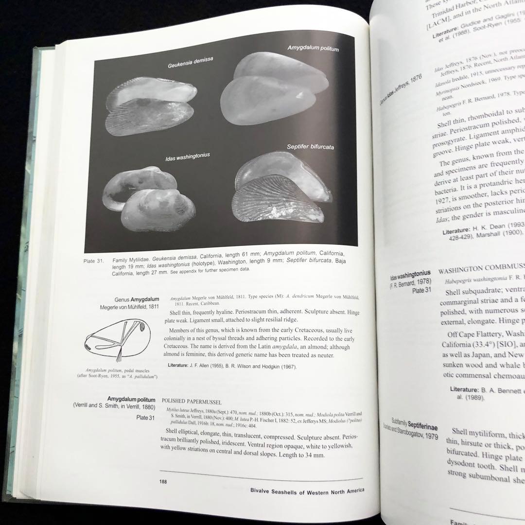 北アメリカ西部の二枚貝 専門書「Bivalve Seashells」