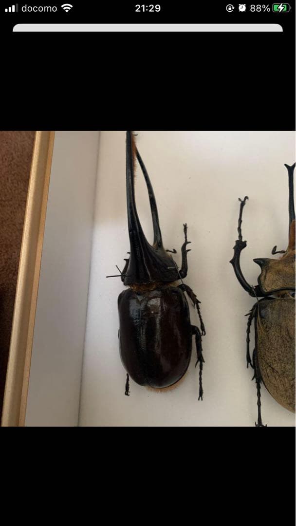 ネプチューンオオカブト♂野外品標本