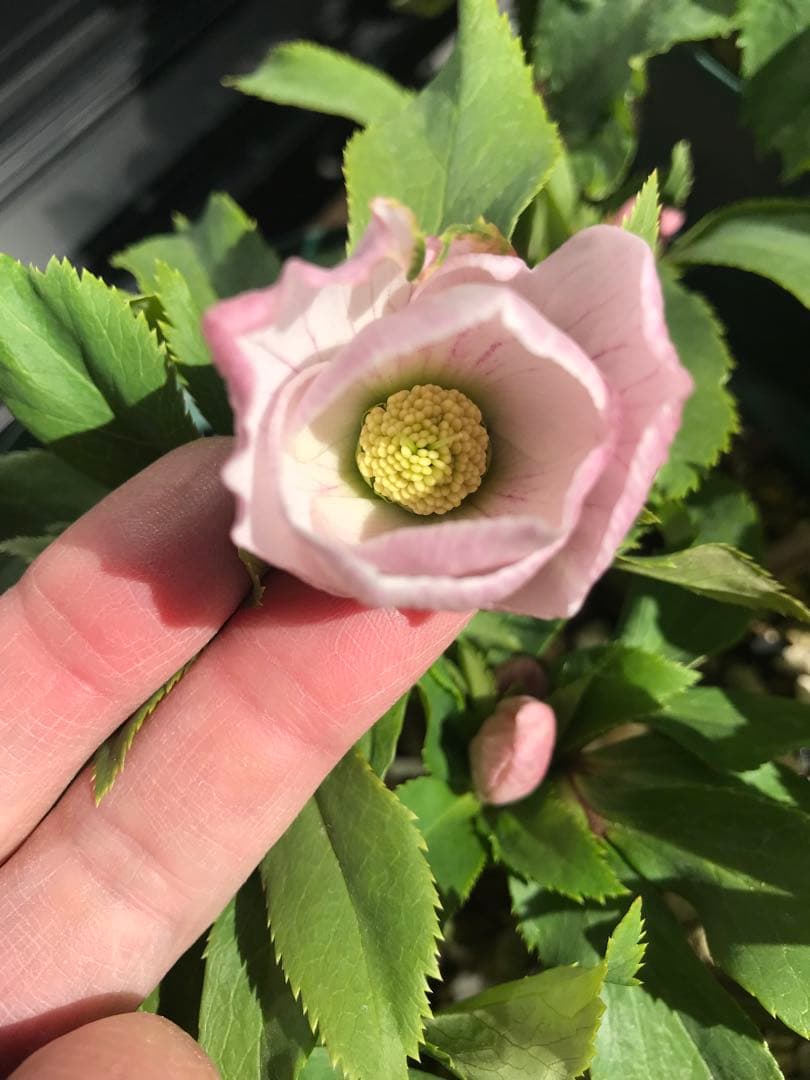 クリスマスローズ　ヨシノ　よしの