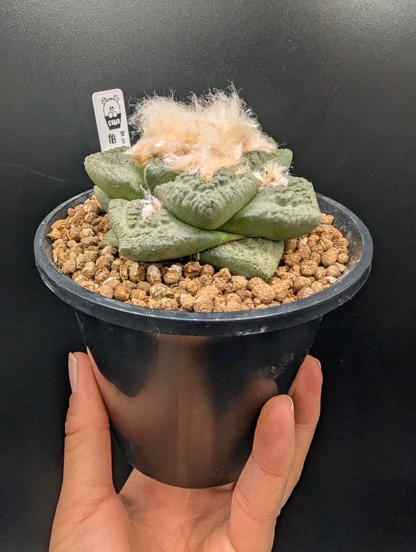 ね*こ様 亀甲牡丹(大疣タイプ) 実生 鉢植えメルカリ便送料込み