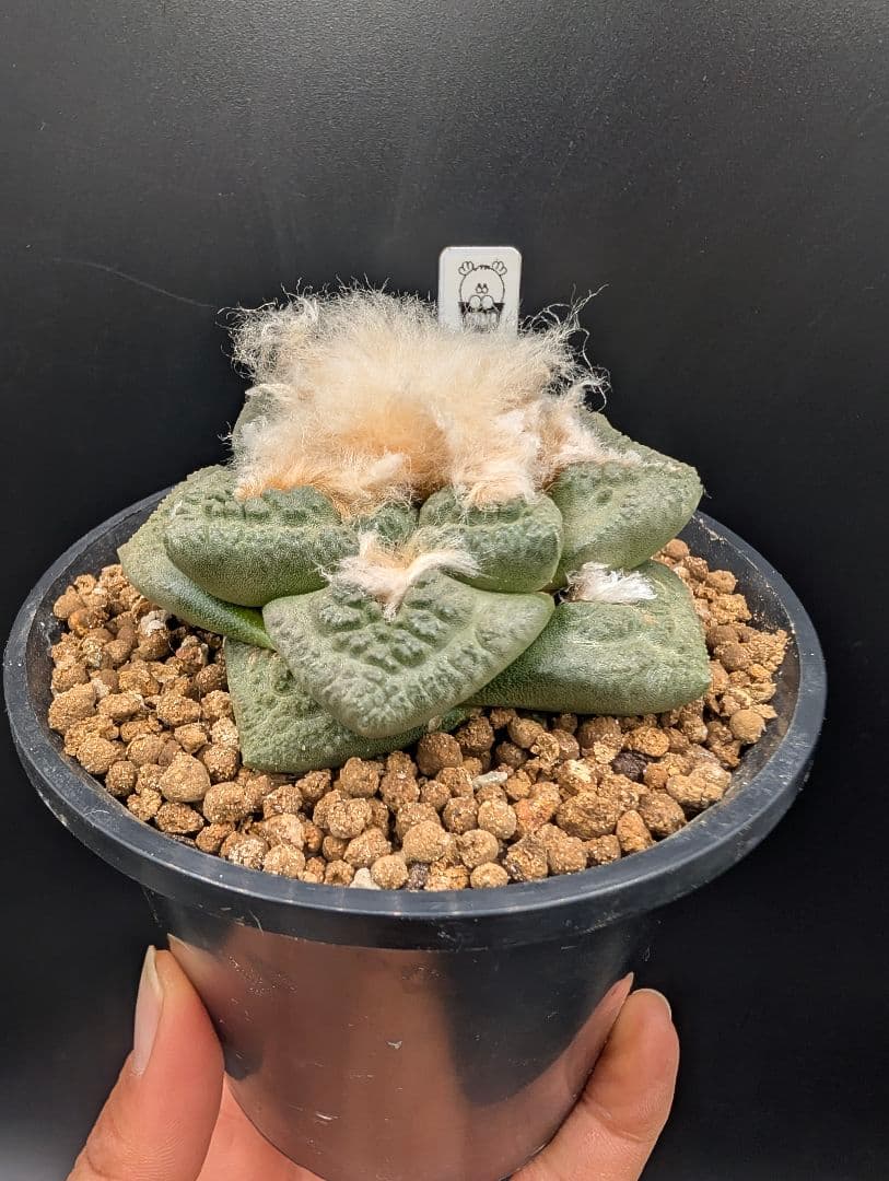 ね*こ様 亀甲牡丹(大疣タイプ) 実生 鉢植えメルカリ便送料込み