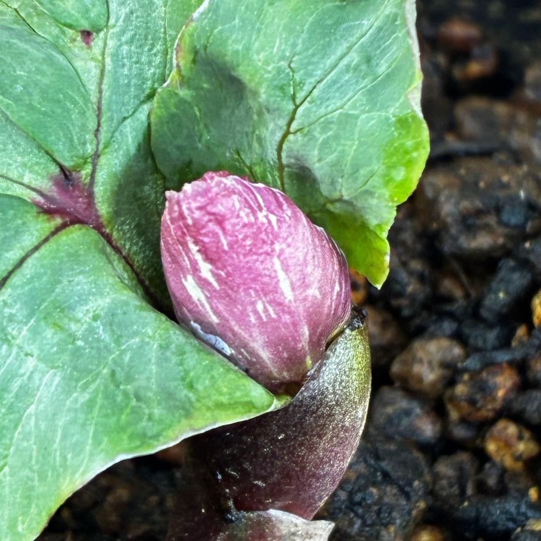 o*r様 527☘️蕾花タグ付☘️超レア☘️BELCHERI⭐️PINK ICE