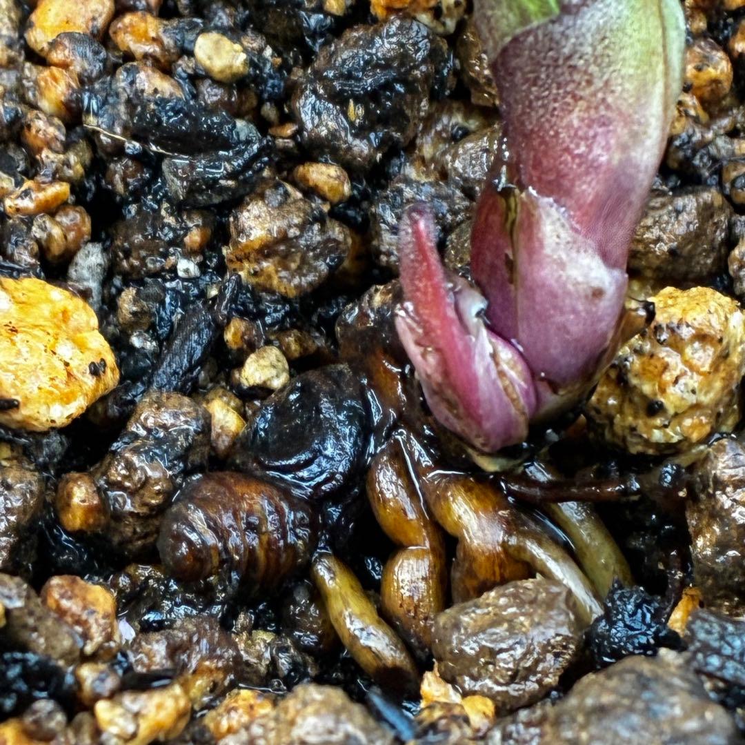 o*r様 527☘️蕾花タグ付☘️超レア☘️BELCHERI⭐️PINK ICE