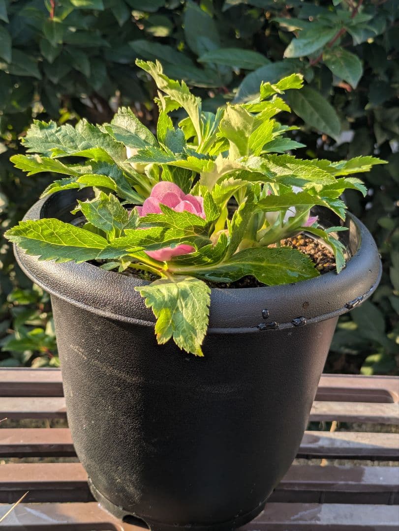 広瀬園芸 クリスマスローズ オーレア系ピンクグラデーション DDリバーシブル