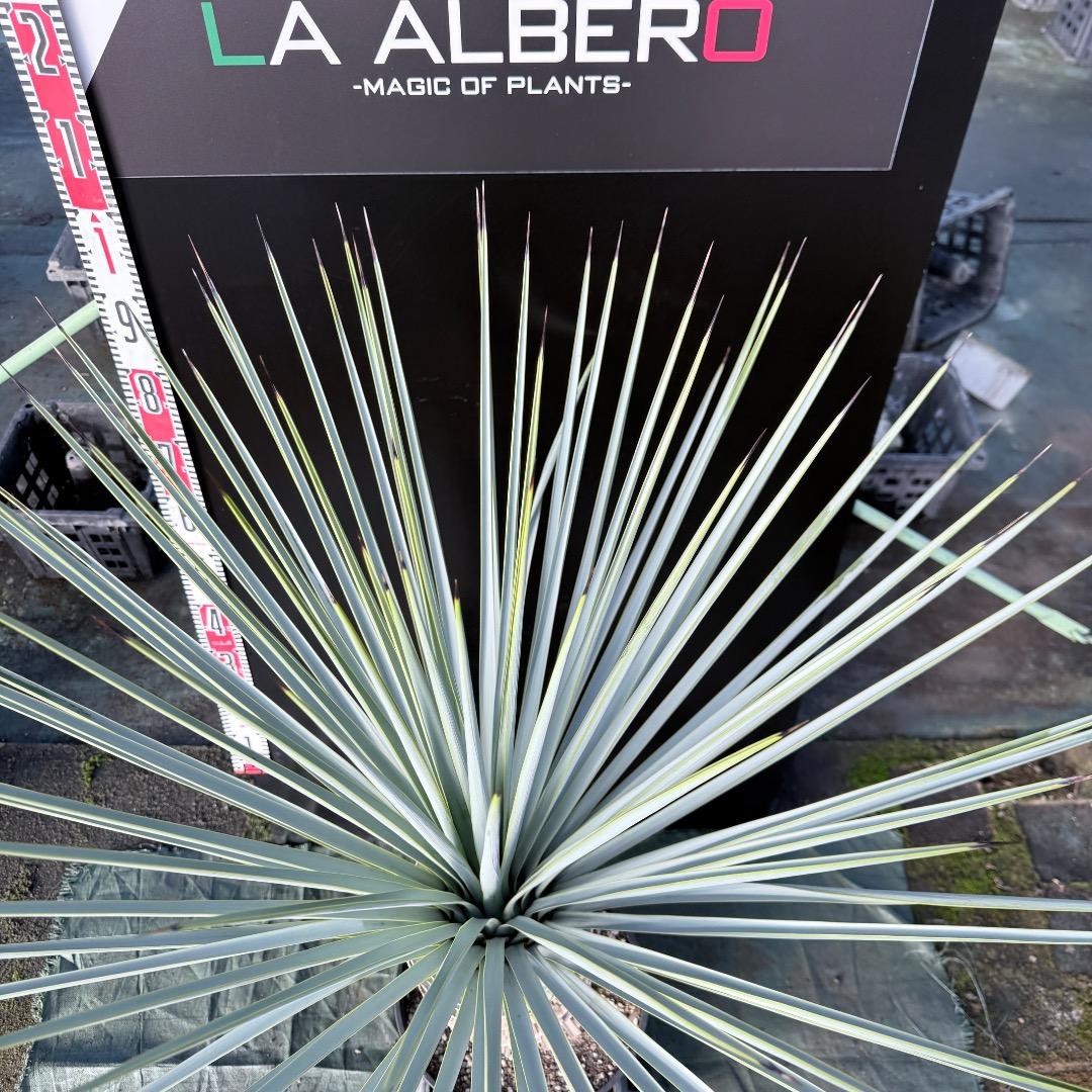 か*ず様 【AL1130】ユッカ　リギダ