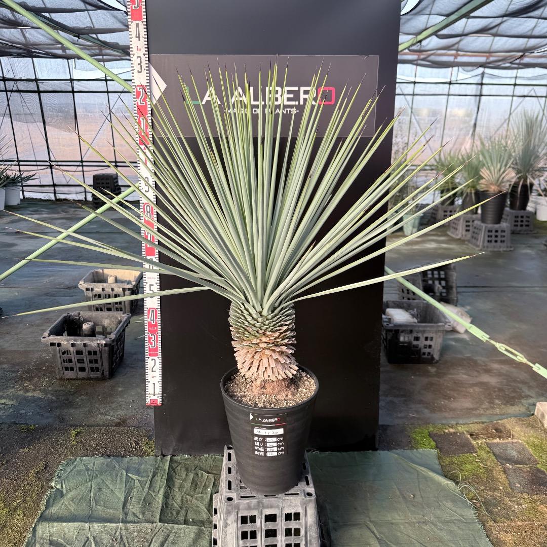 か*ず様 【AL1130】ユッカ　リギダ