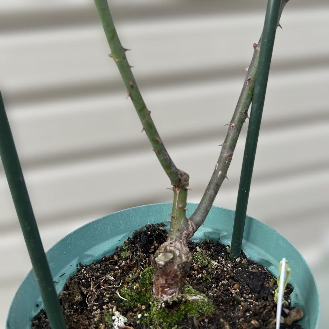 【同梱で２鉢目〜¥1000お値引き】品種不明／バラ芽接ぎ苗／中苗／５号スリット