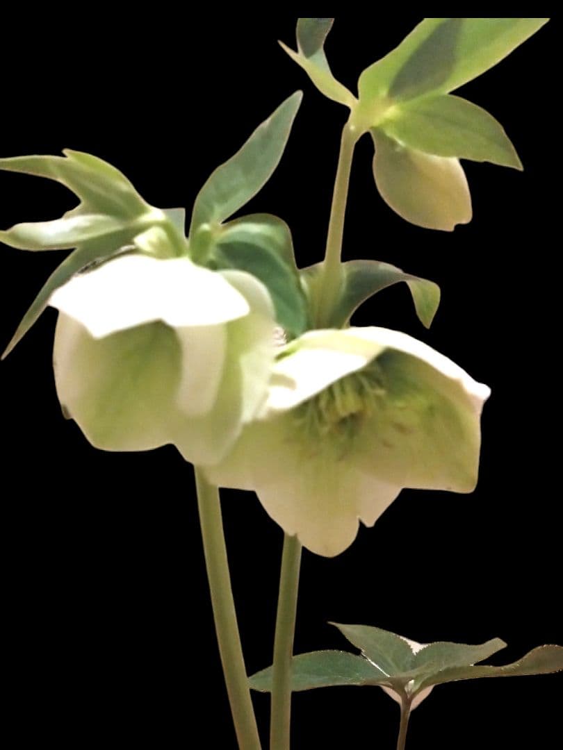 クリスマスローズ　原種交配