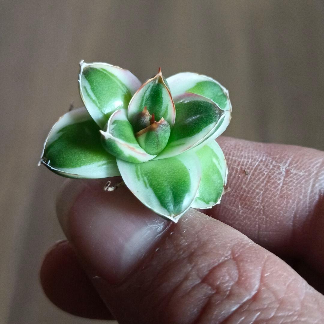 A205 多肉植物 アガベ ピンキー 王妃笹の雪A型 白覆輪斑 精選極上美