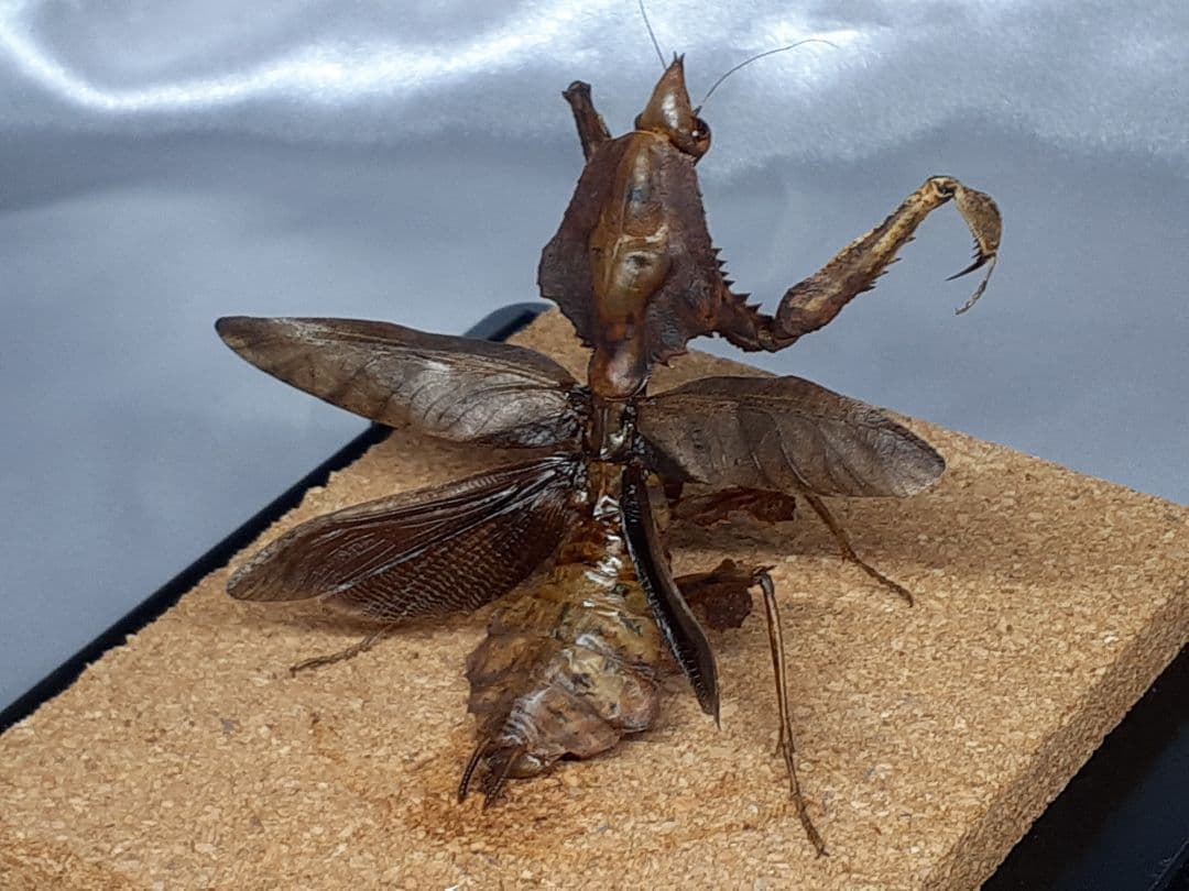 マオウカレハカマキリ雌　立体標本　魔王枯葉
