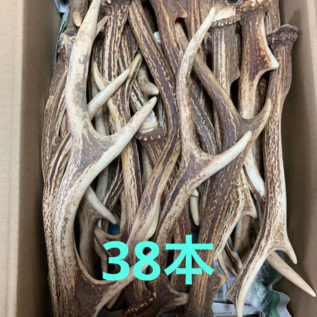 鹿の角 鹿角 38本　インテリア 犬 おもちゃ