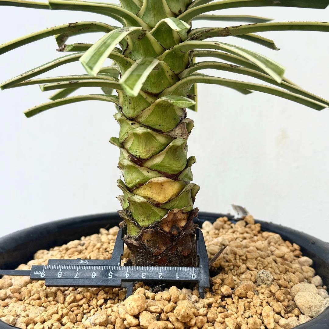 トモジュン様用 ユッカ アロイフォリア 斑入り②バリエガータ 千寿蘭