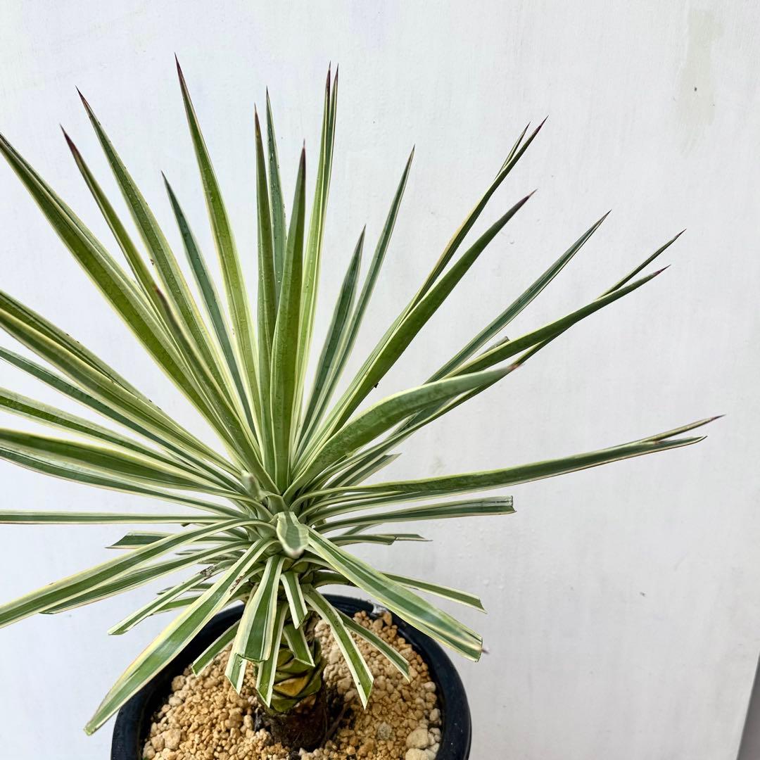 トモジュン様用 ユッカ アロイフォリア 斑入り②バリエガータ 千寿蘭