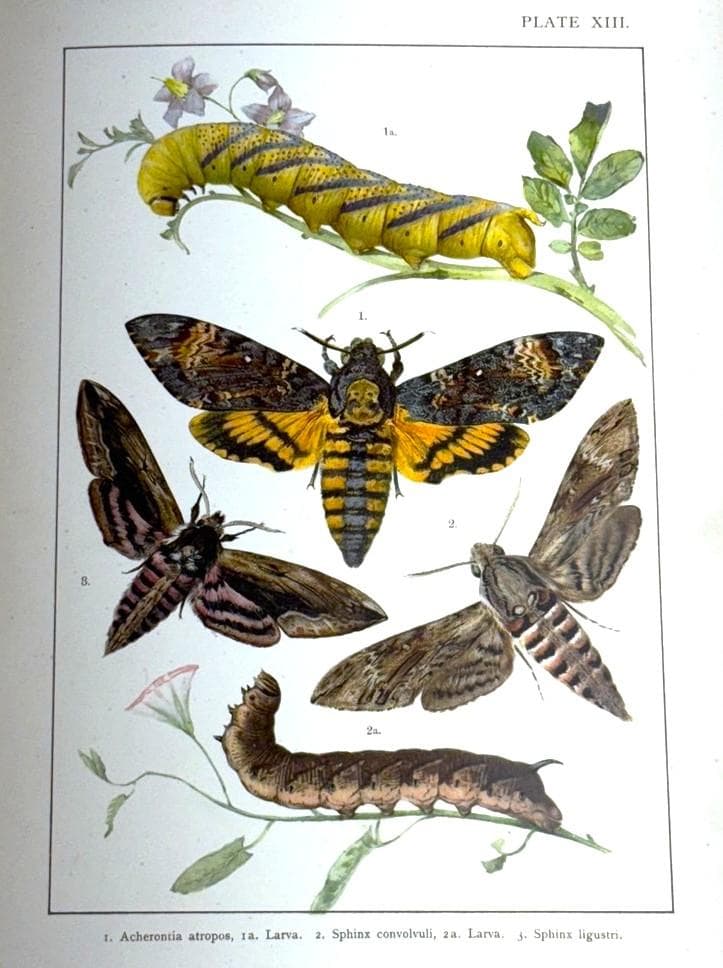 英国手彩色蝶類図譜 「英国とヨーロッパの蝶と蛾」 カービー 1895年 イギリス