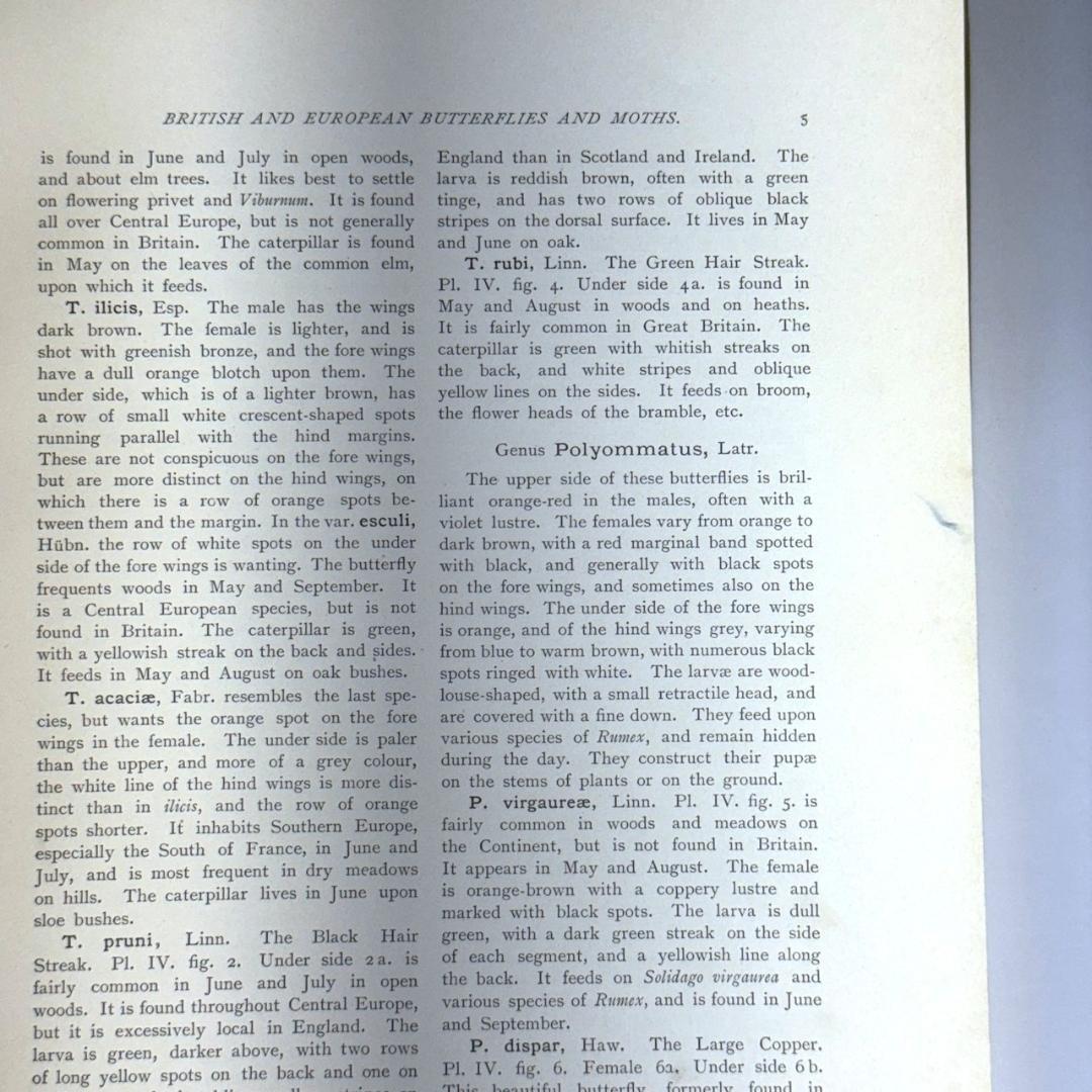 英国手彩色蝶類図譜 「英国とヨーロッパの蝶と蛾」 カービー 1895年 イギリス