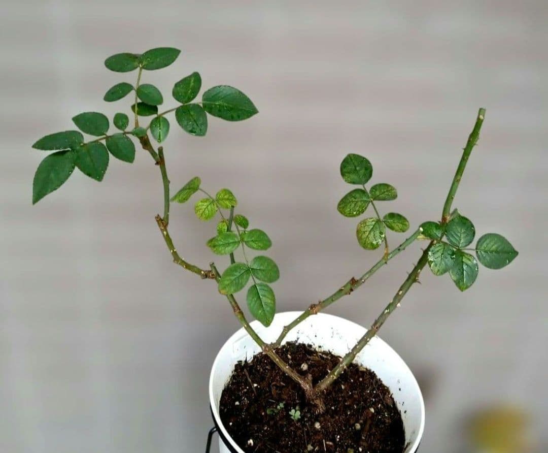 バラ苗　　8号鉢　人気種