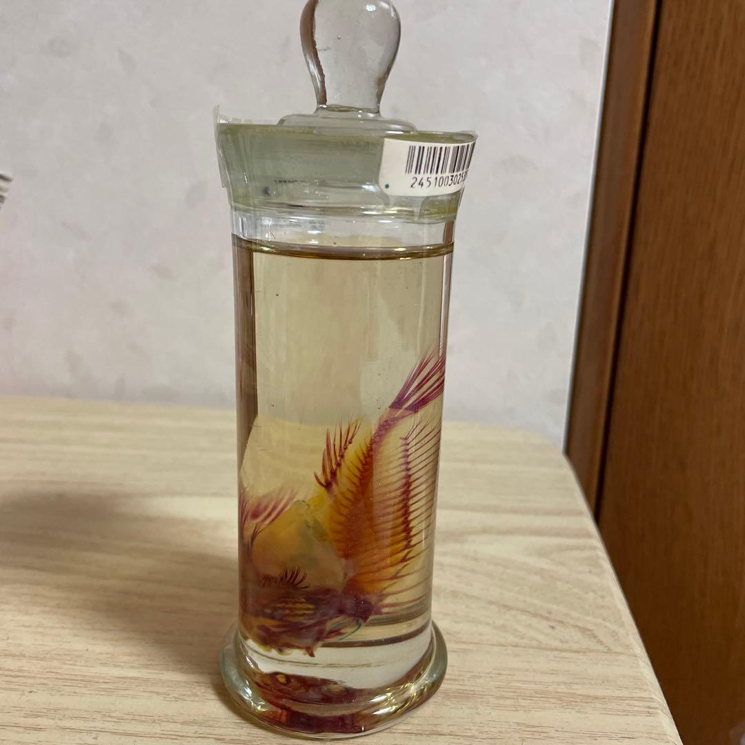 ハオコゼ　標本　化石　透明標本