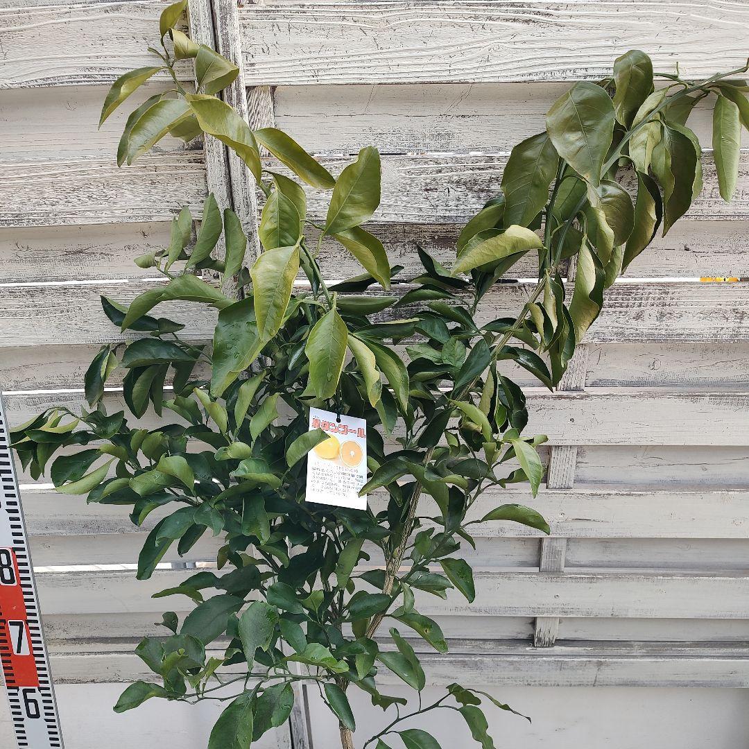 沙耶さま専用出品 星タンゴール3年生 苗木