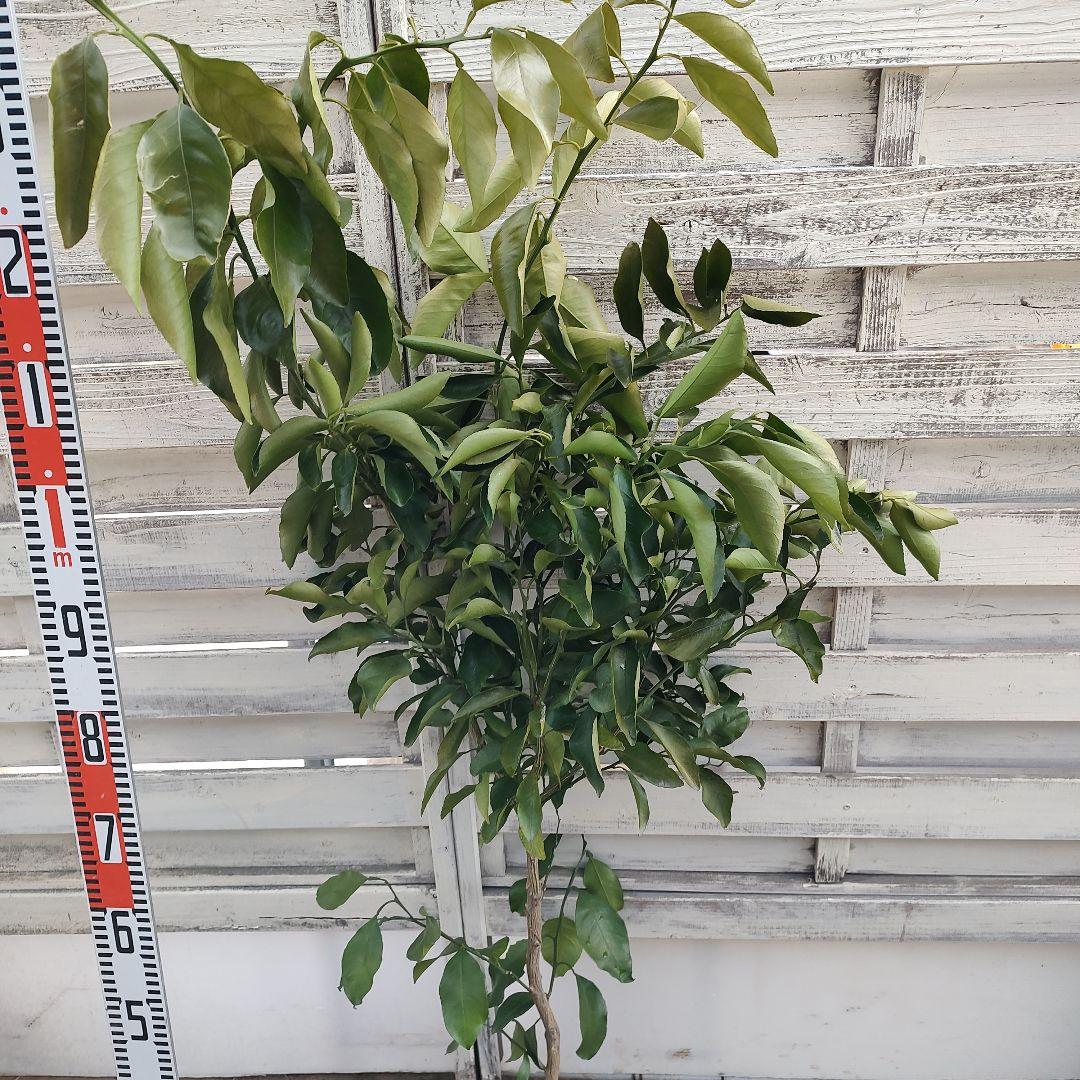 沙耶さま専用出品 星タンゴール3年生 苗木