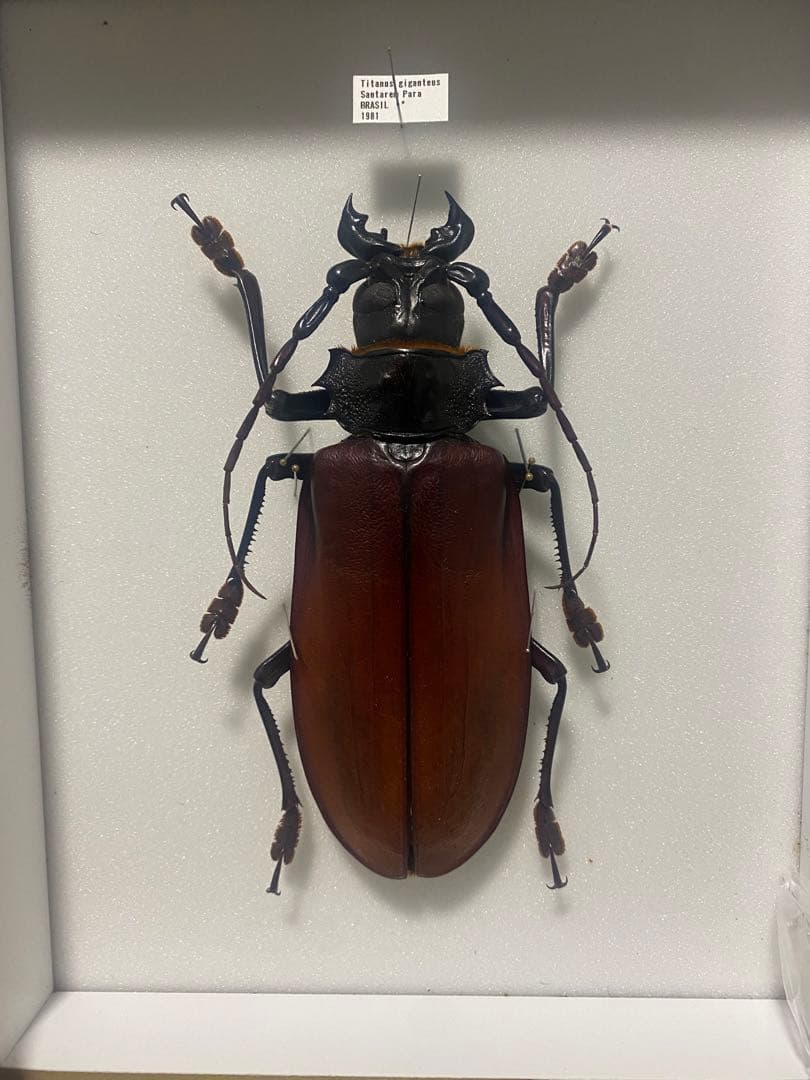 タイタンオオウスバカミキリ 14cm UP ブラジル産