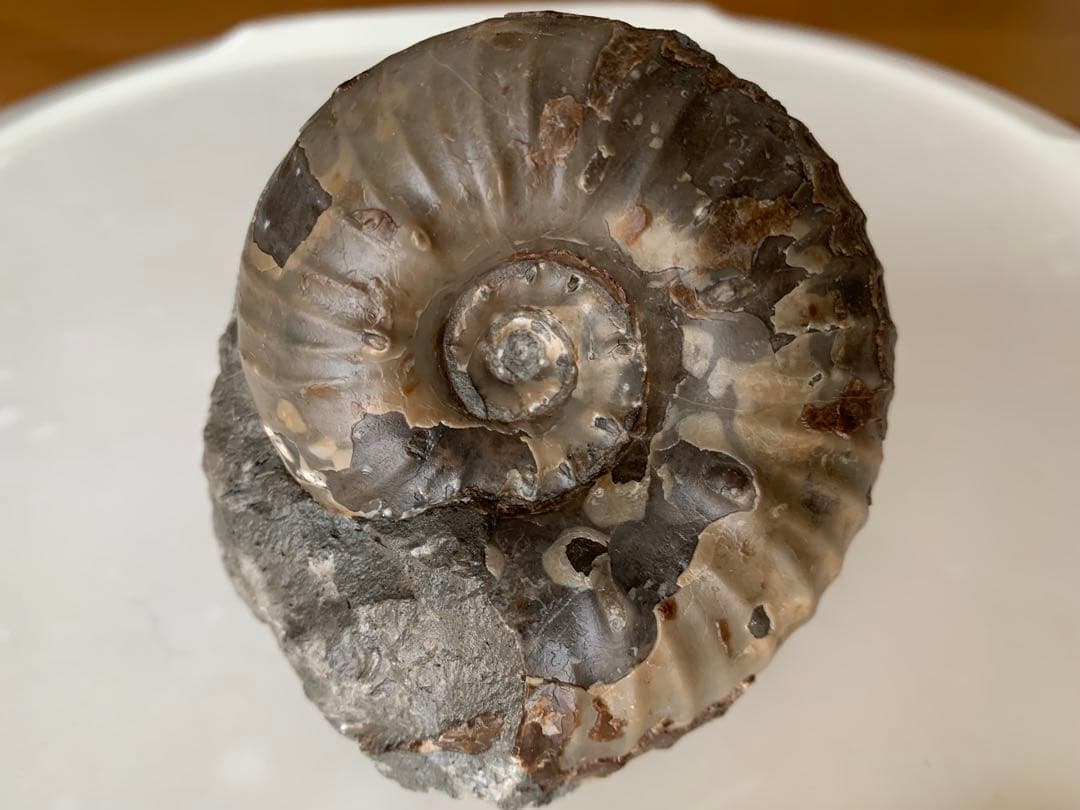 ※なか　確認用　アンモナイト2個セット