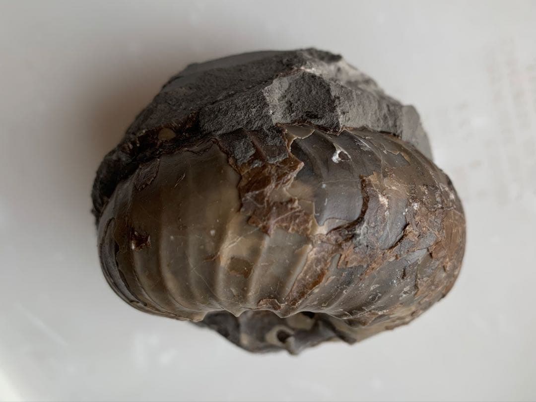 ※なか　確認用　アンモナイト2個セット