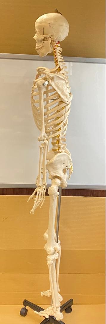 人体骨格模型 約176ｃｍ 土台含 キャスター付き