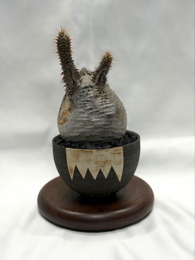 invisible ink インビジブルインク MAD ボタナイズ グラキリス