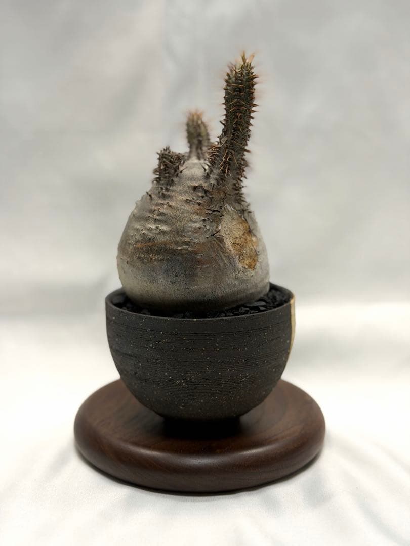 invisible ink インビジブルインク MAD ボタナイズ グラキリス