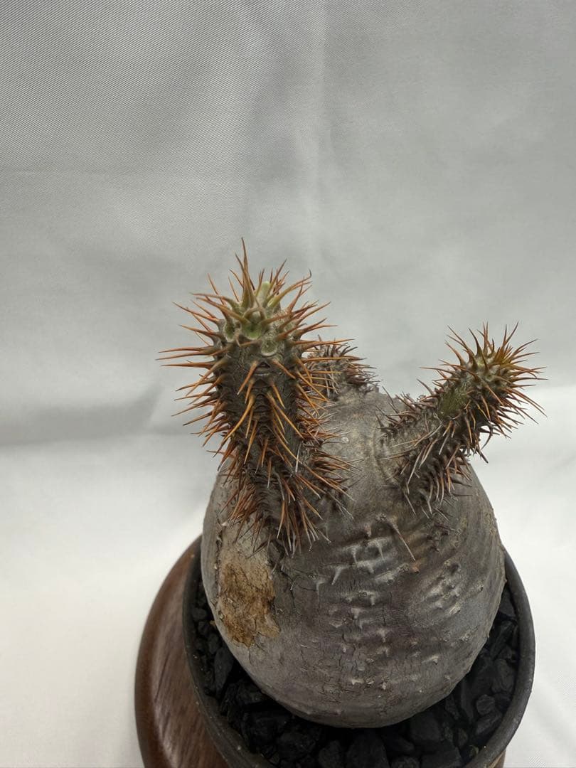 invisible ink インビジブルインク MAD ボタナイズ グラキリス