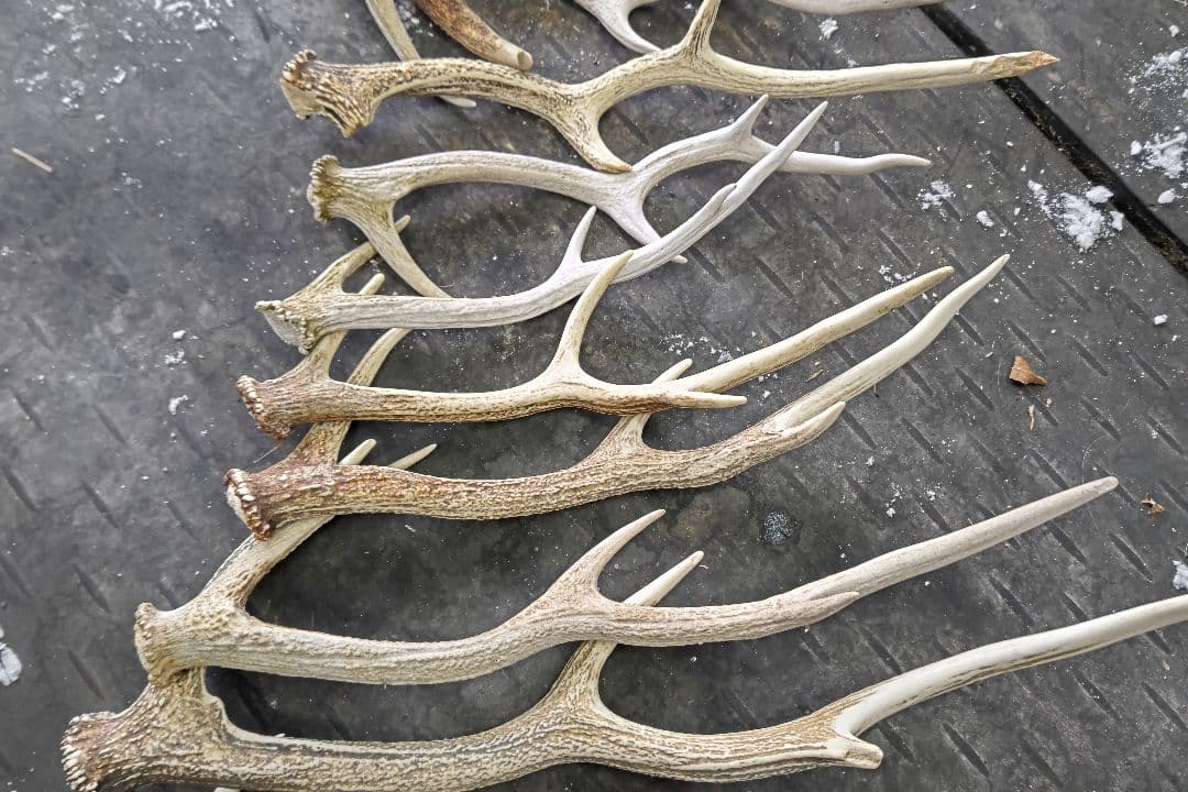 【クラフト】エゾ鹿の角10本セット